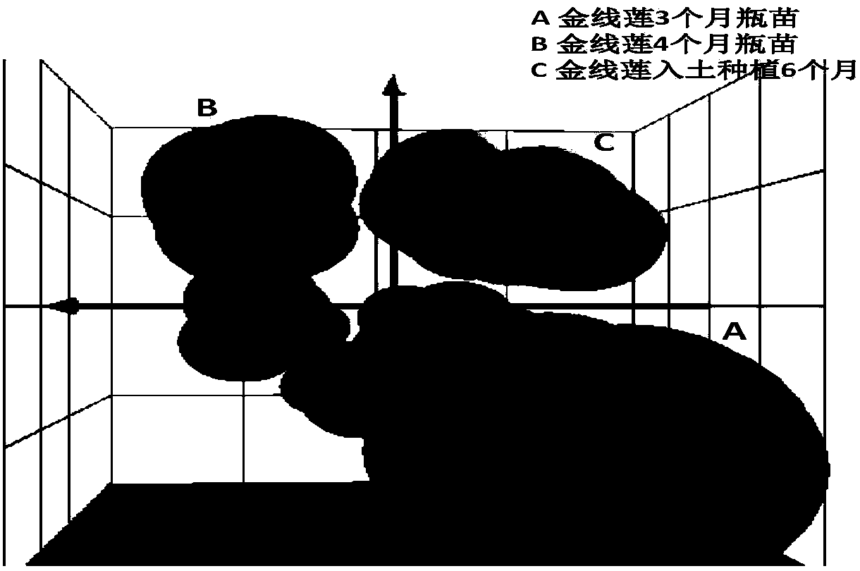 Identification method for anoectochilus roxburghii with different cultivation methods