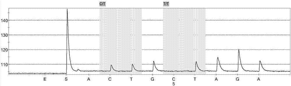 Primer for detecting alcohol metabolizing genes by aid of pyrosequencing joint sequencing methods and application of primer