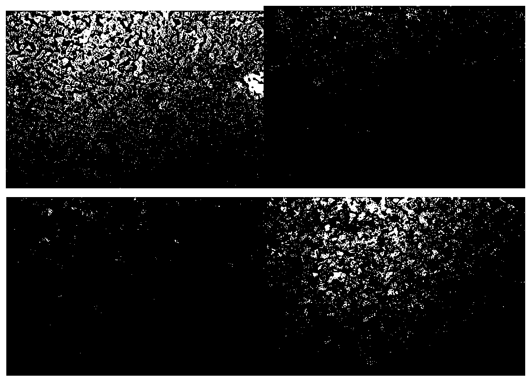 Pipeline steel magnetic characteristics detection method