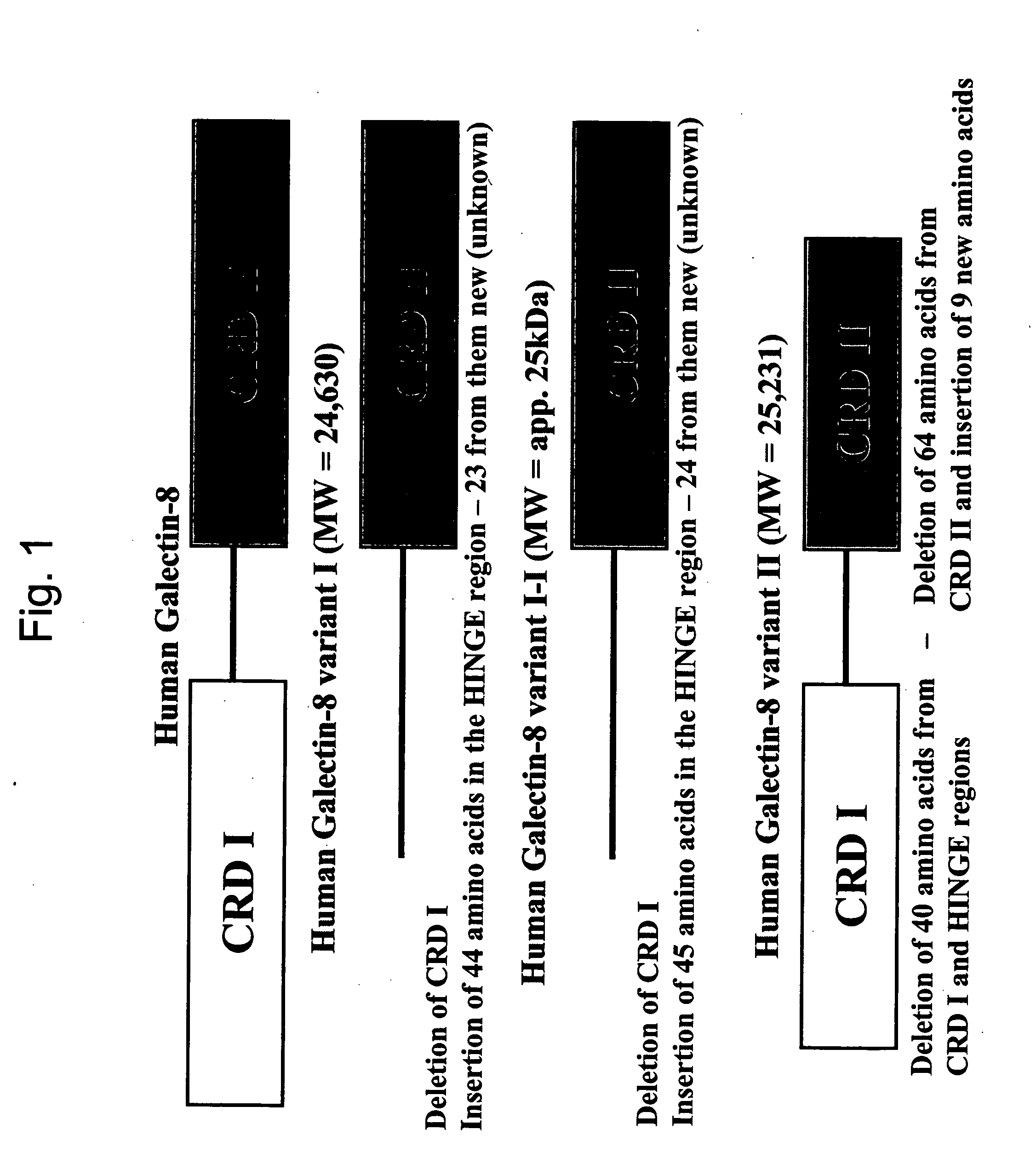 Novel galectin sequences and compositions and methods utilizing same for treating or diagnosing arthritis and other chronic inflammatory diseases