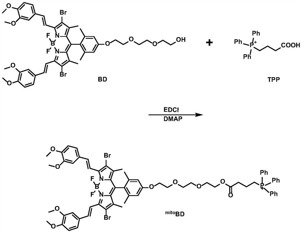 Preparation and application of mitochondrial targeting photosensitizer based on BODIPY
