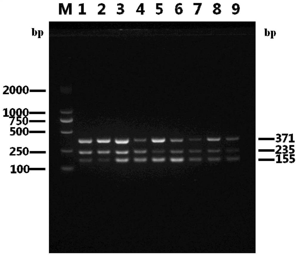 Triple PCR detection kit for duck circovirus, duck adenovirus and duck tembusu virus