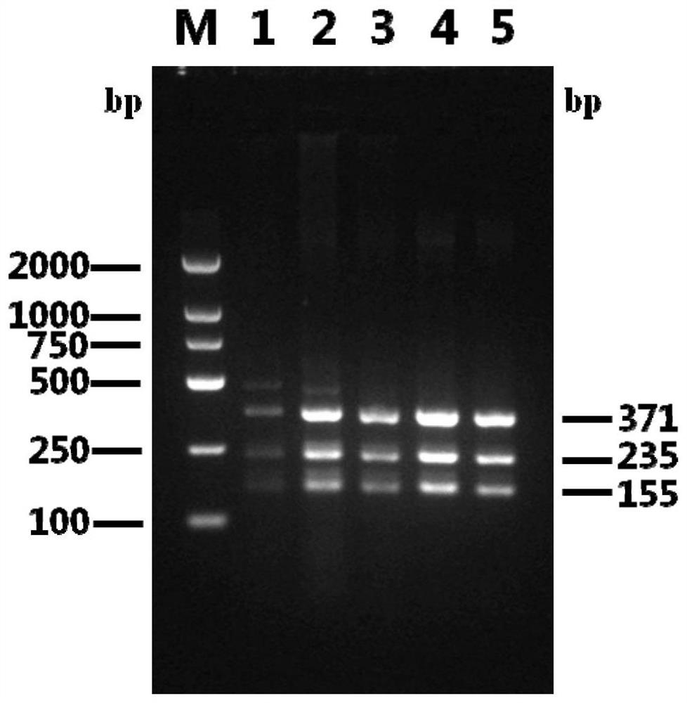 Triple PCR detection kit for duck circovirus, duck adenovirus and duck tembusu virus