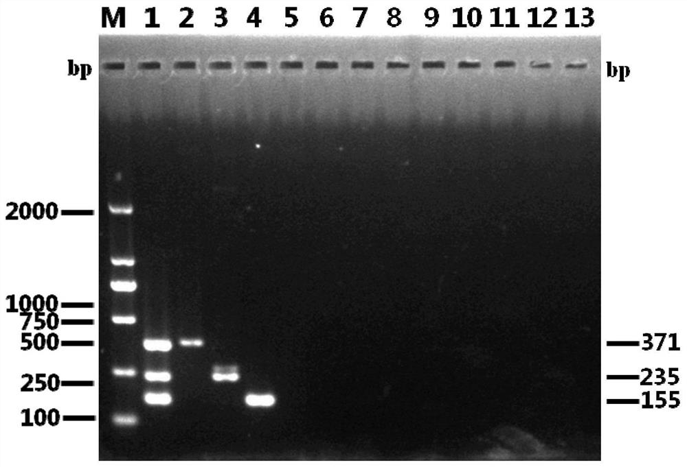 Triple PCR detection kit for duck circovirus, duck adenovirus and duck tembusu virus