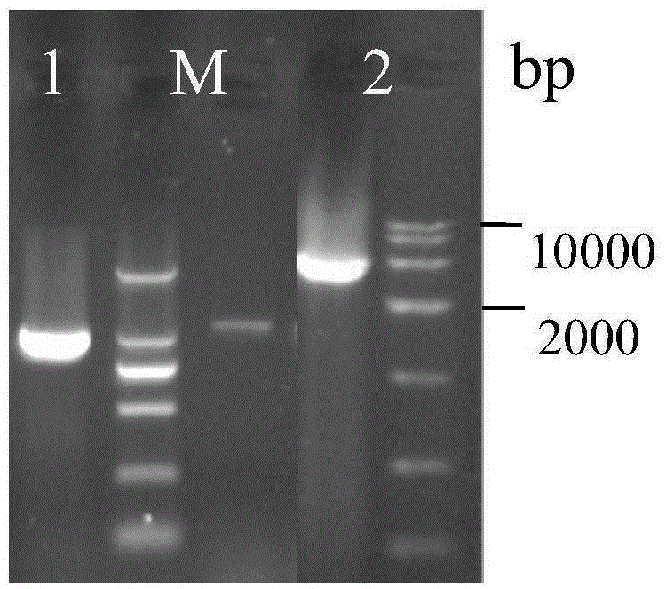 Establishment and application of brewing yeast engineering bacterium strain for producing L-malic acid