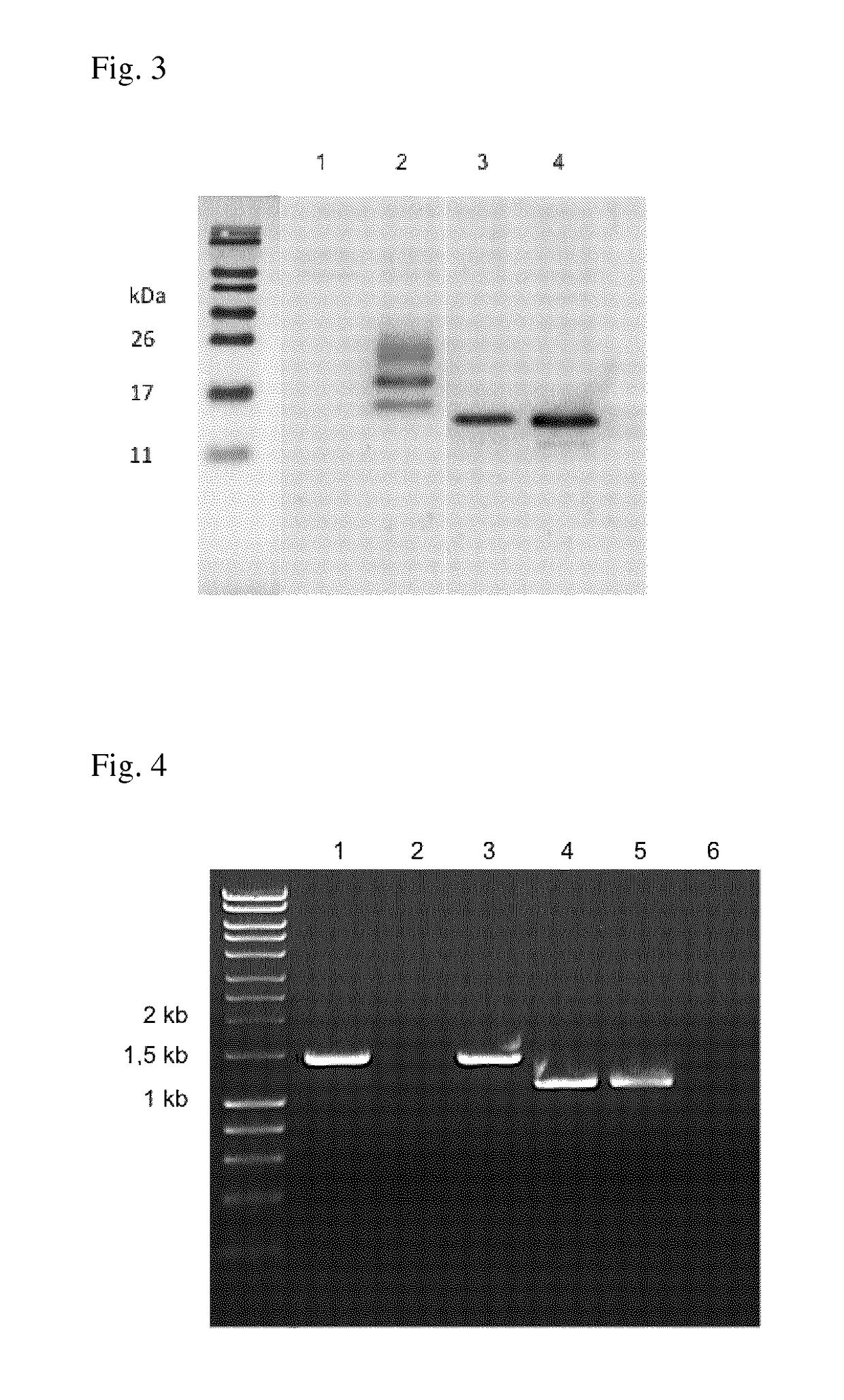 Influenza virus vector for virotherapy