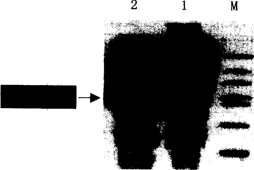 SEA mutant gene and use for fusion protein thereof with ScFv gene