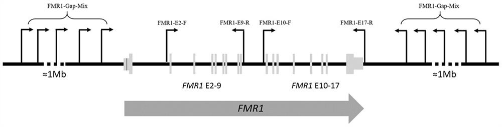 Method and kit for detecting fragile X syndrome mutation