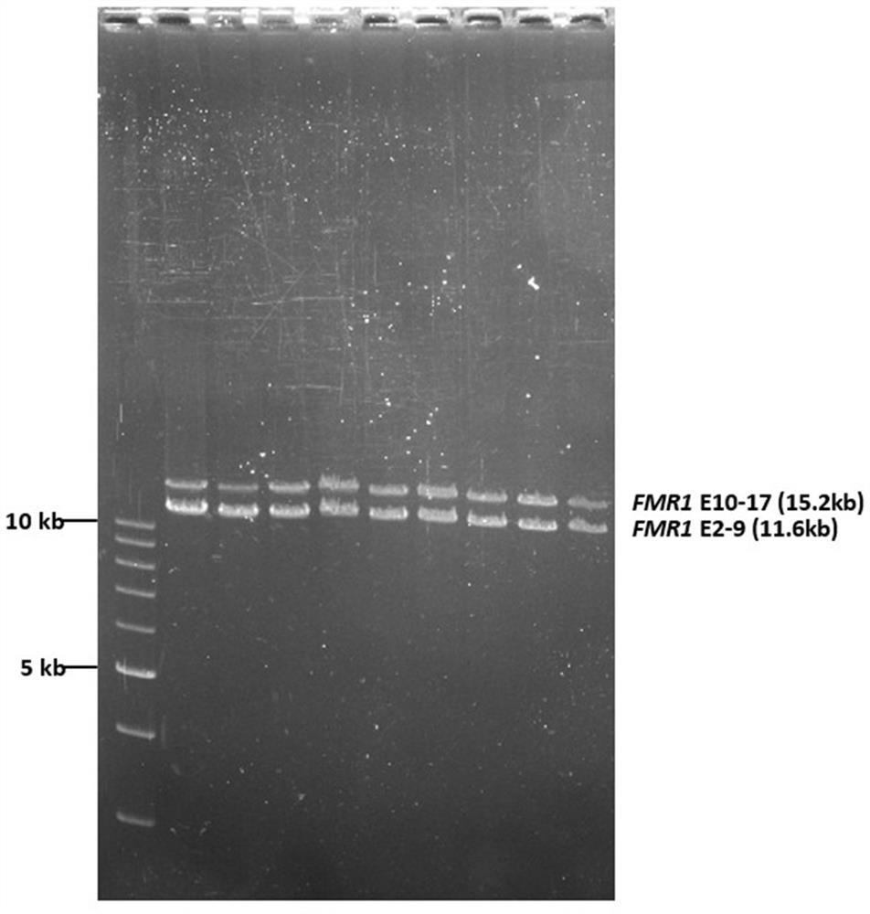 Method and kit for detecting fragile X syndrome mutation