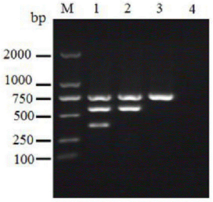 A multiplex PCR detection kit and method for rapidly identifying pathogenic Pseudomonas ayumi
