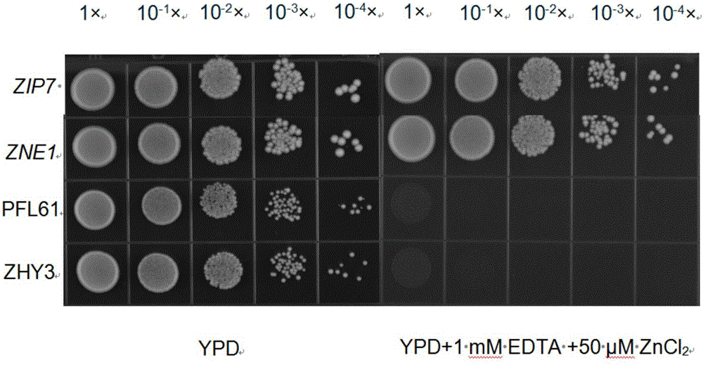 Gene for promoting plants to absorb zinc ions, amino acid sequence, expression vector and application