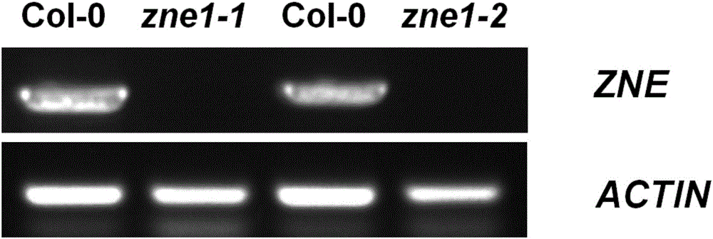 Gene for promoting plants to absorb zinc ions, amino acid sequence, expression vector and application