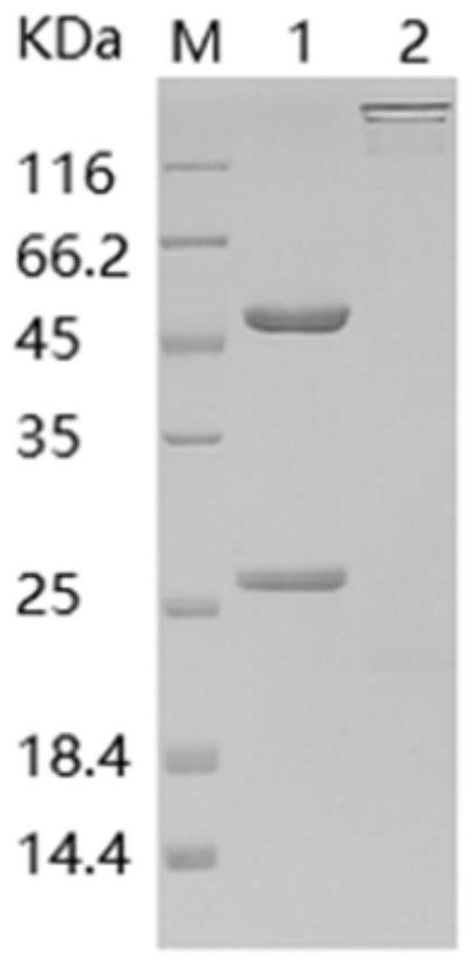 Monoclonal neutralizing antibody against hpv45l1 and its application