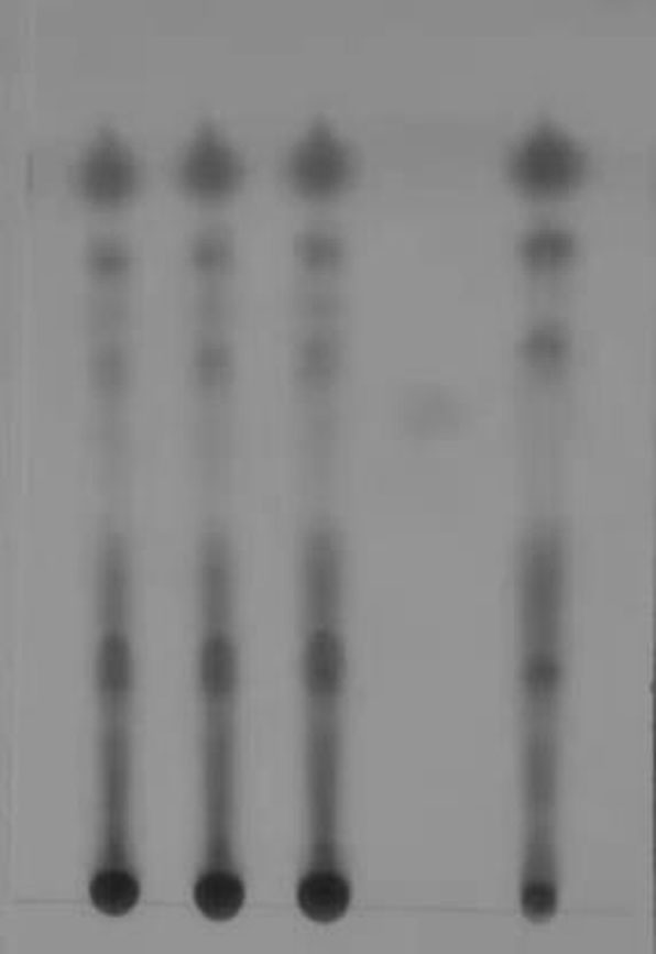 Thin-layer chromatography identification method of rhizoma corydalis stomach'an capsule