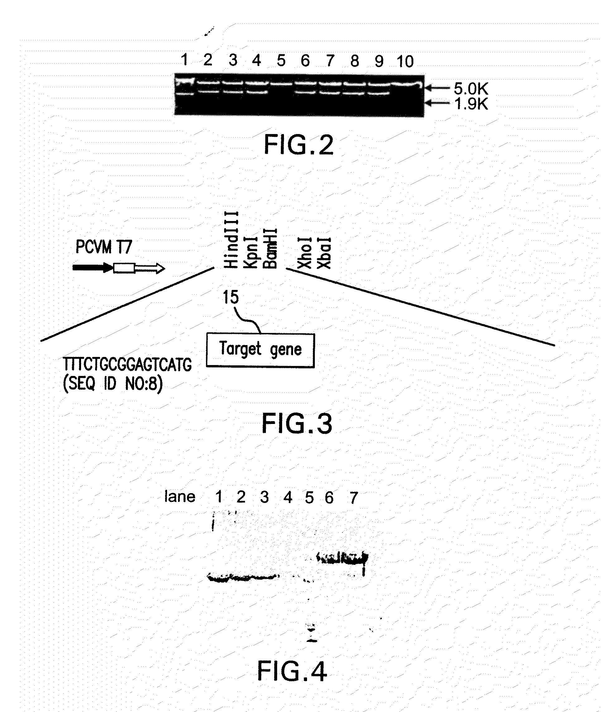 Erbb3 based methods and compositions for treating neoplasms
