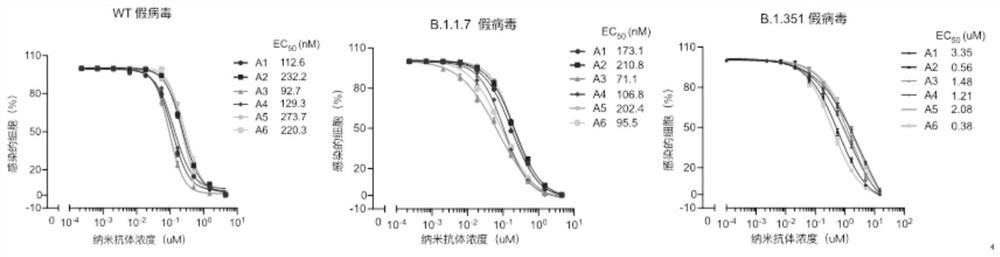 Camel-source high-affinity nano antibody for SARS-CoV-2alpha mutant strain and SARS-CoV-2beta mutant strain