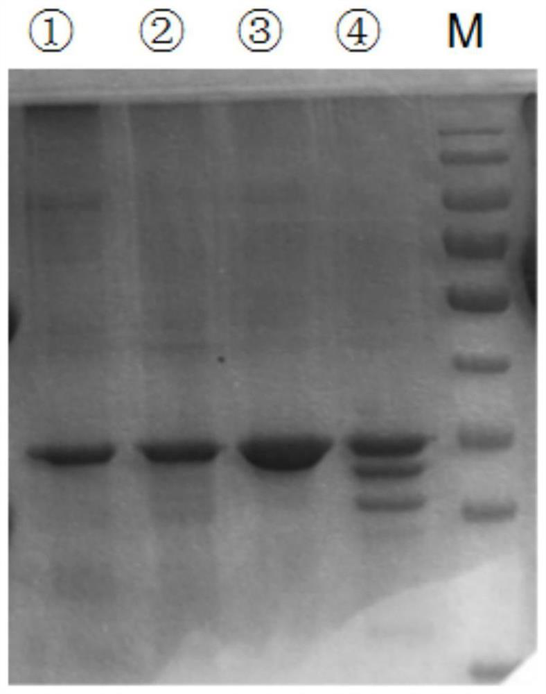 Protein for binding tafia/ai and application thereof and kit for detecting tafia/ai content