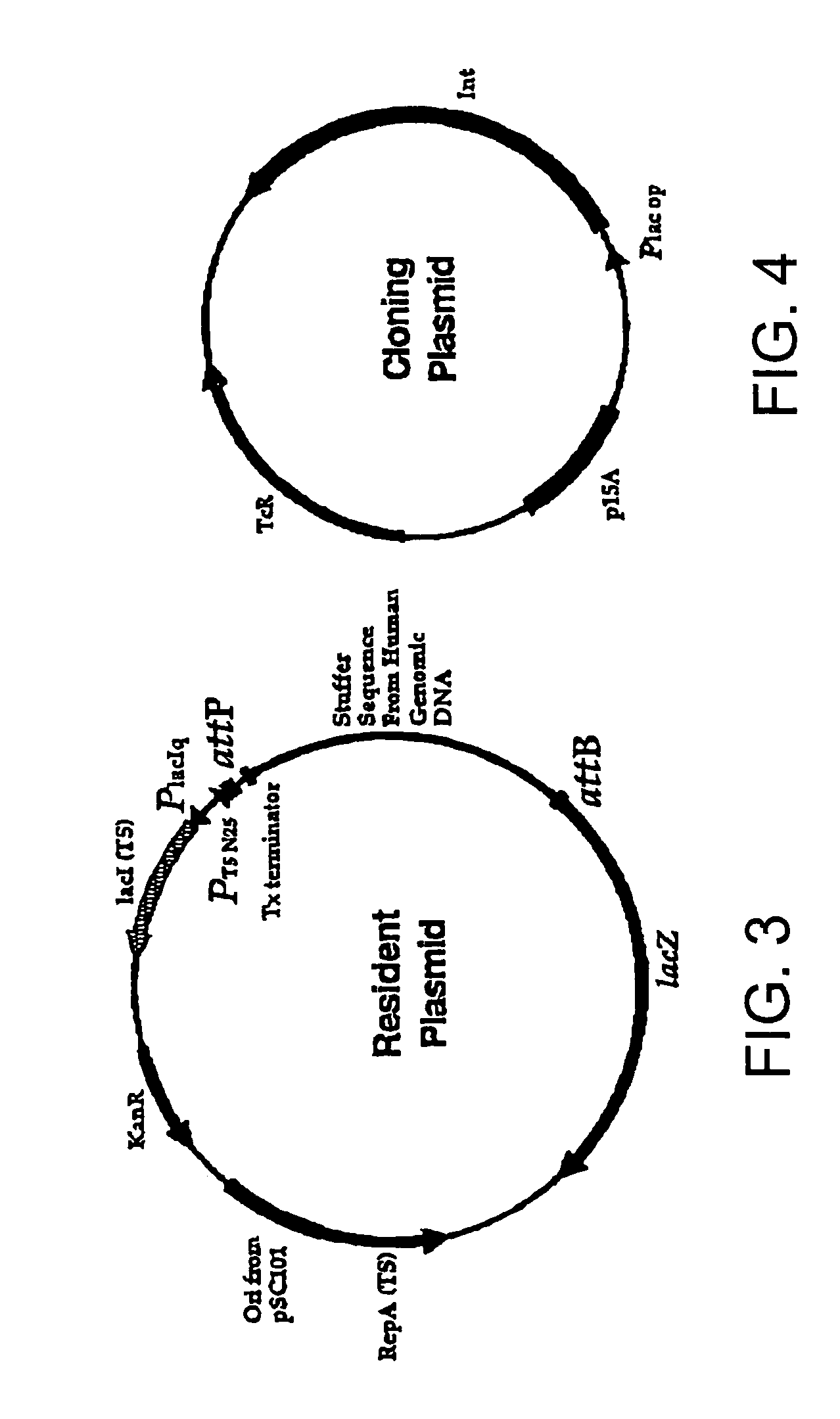 Methods of unidirectional, site-specific integration into a genome, compositions and kits for practicing the same