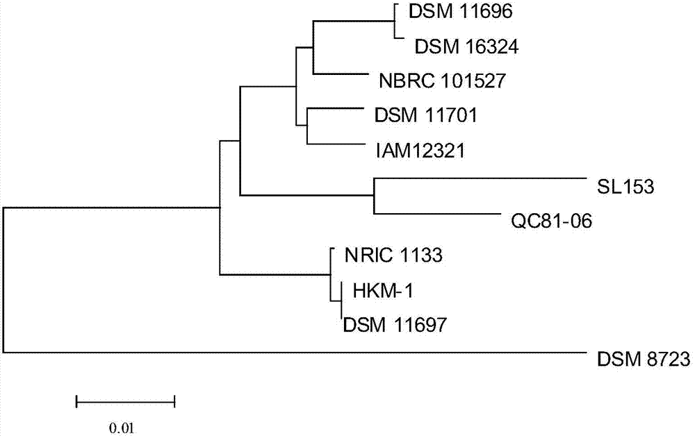 Sporolactobacillus terrae and application thereof