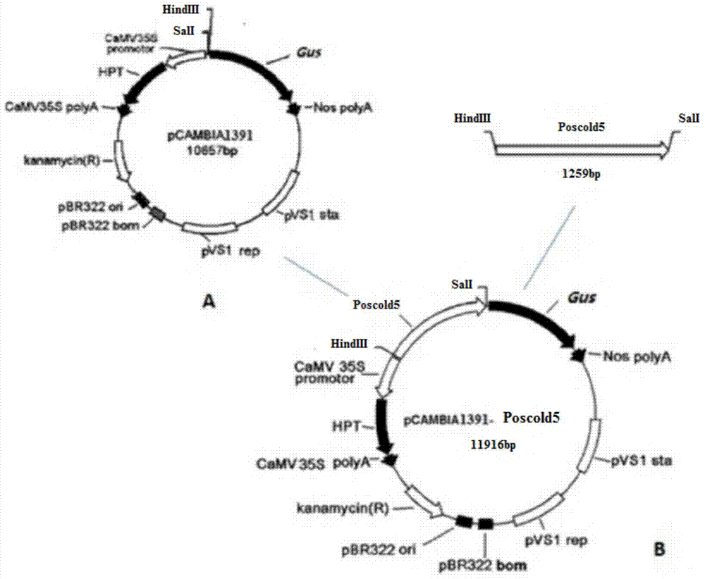 A DNA fragment poscold5 capable of responding to long-term cold stress