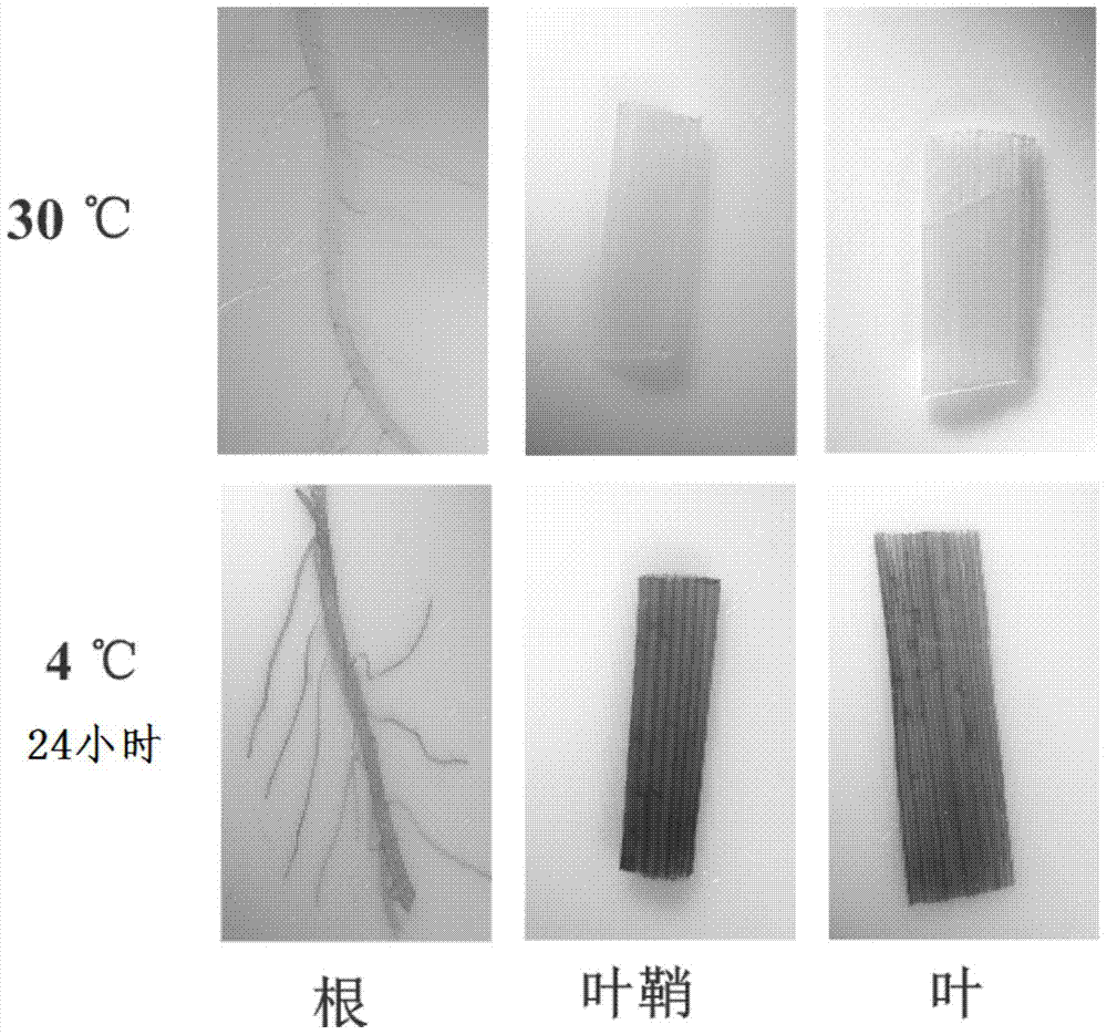 A DNA fragment poscold5 capable of responding to long-term cold stress