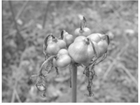 Quick propagation method for lycoris chinensis