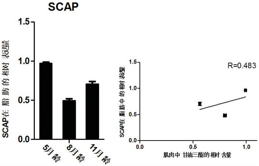 Method for detecting content of triglyceride in porcine muscle with gene PPARG