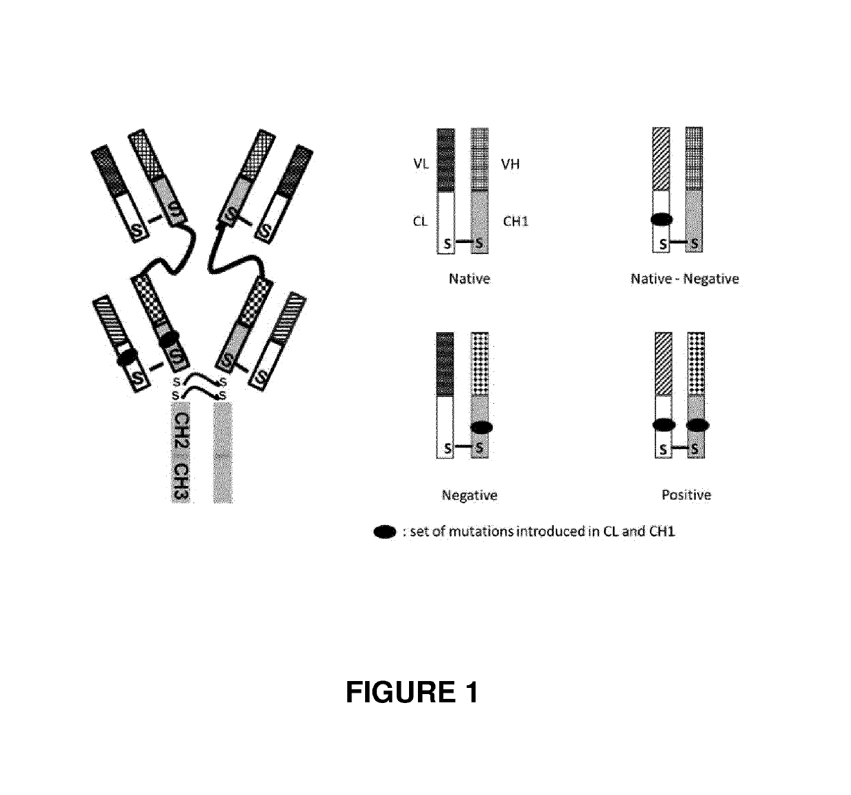 Bispecific antibodies targeting EGFR and her2