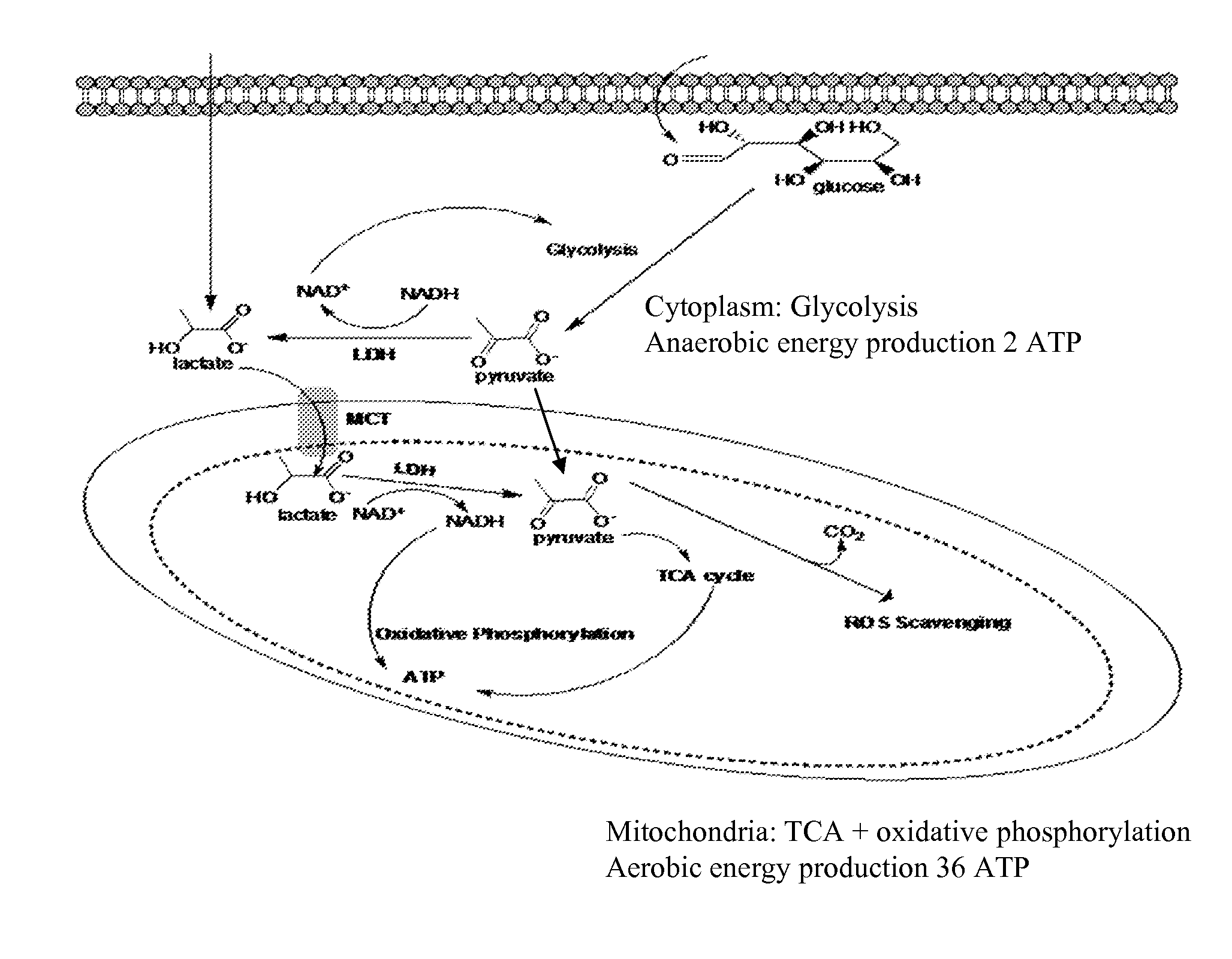 Mitochondrial activity inhibitors of cancer-initiating cells and use thereof