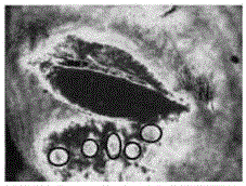 Dermatoscope capable of detecting bloodstream