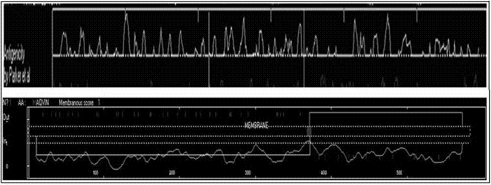 Expression, purification and application of E.coli O157:H7 flagellin H7 antigen segment