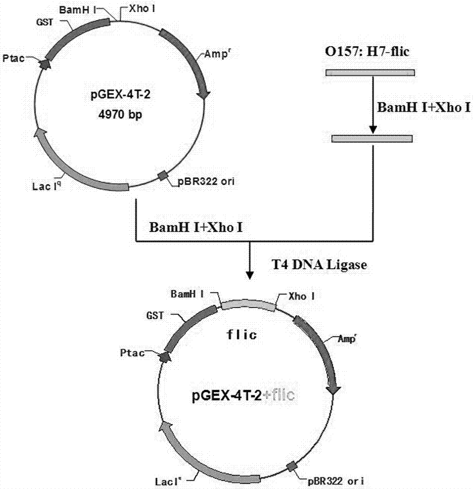 Expression, purification and application of E.coli O157:H7 flagellin H7 antigen segment