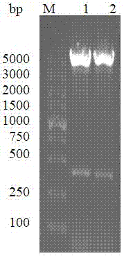 Expression, purification and application of E.coli O157:H7 flagellin H7 antigen segment