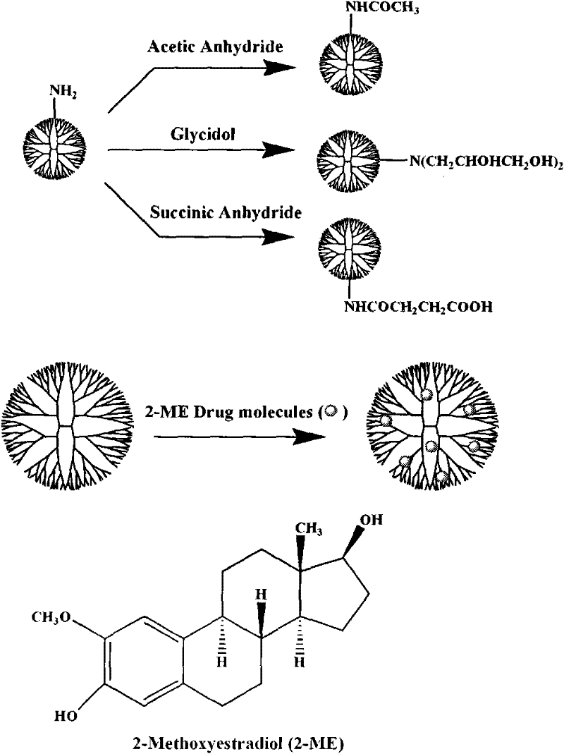 Preparation method of polyamide-amine dendrimer/2-methoxy estradiol compound with terminal functional groups