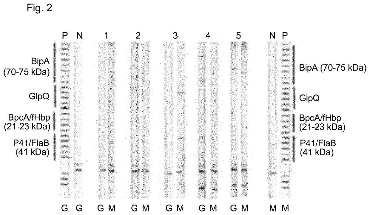 Species-specific antigen sequences for tick-borne relapsing fever (TBRF) and methods of use