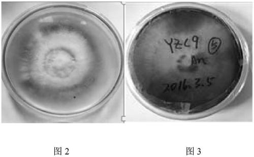 Pycnoporus sp. Strain YZC9 and application thereof