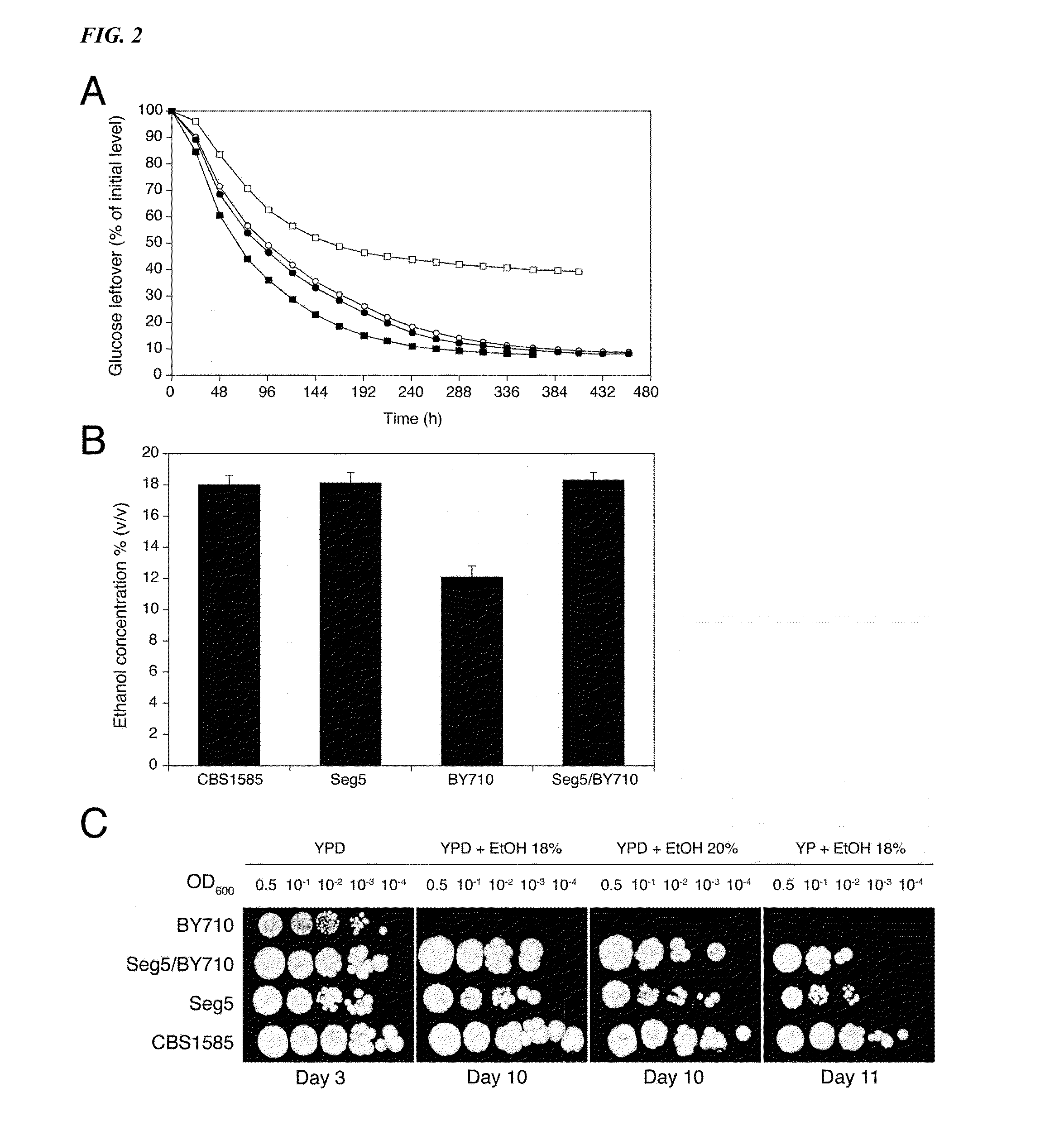 Yeast alleles involved in maximal alcohol accumulation capacity and tolerance to high alcohol levels