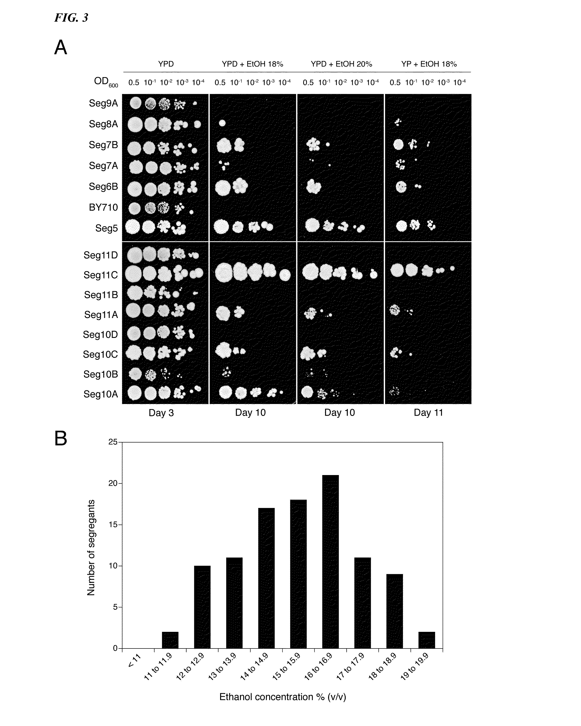 Yeast alleles involved in maximal alcohol accumulation capacity and tolerance to high alcohol levels