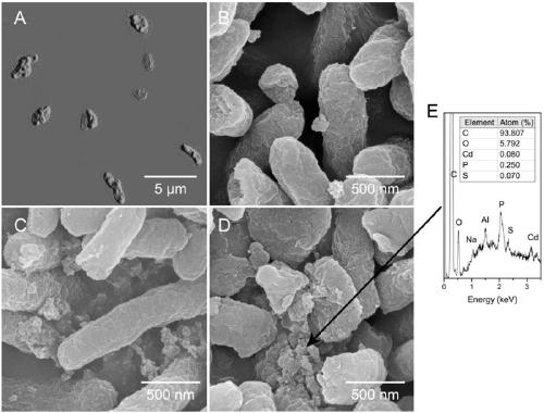 Application of Pseudoalteromonas in Preparation of Nanomaterials