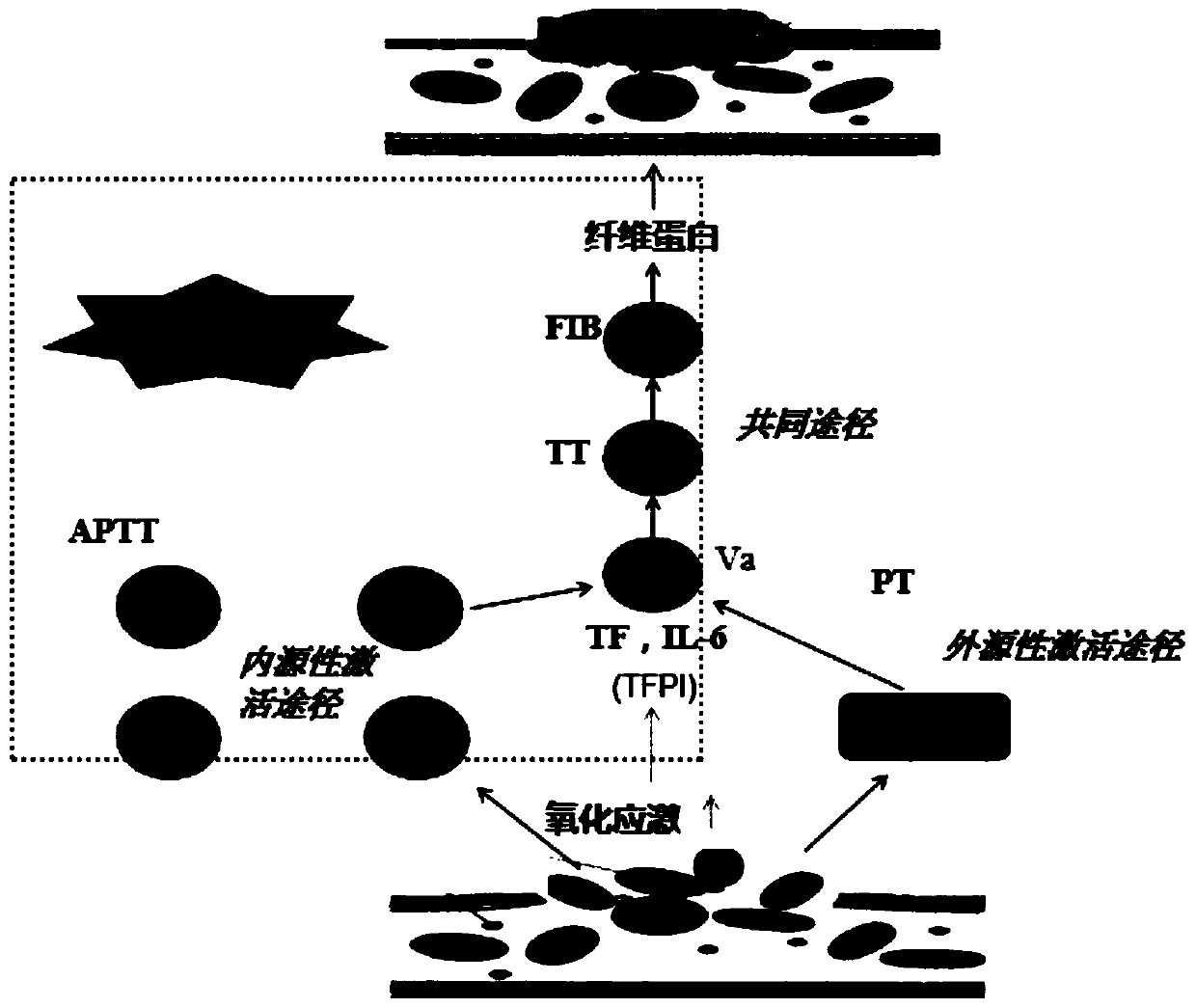 Extraction method of oak bark volatile oil as well as detection method and application of oak bark volatile oil