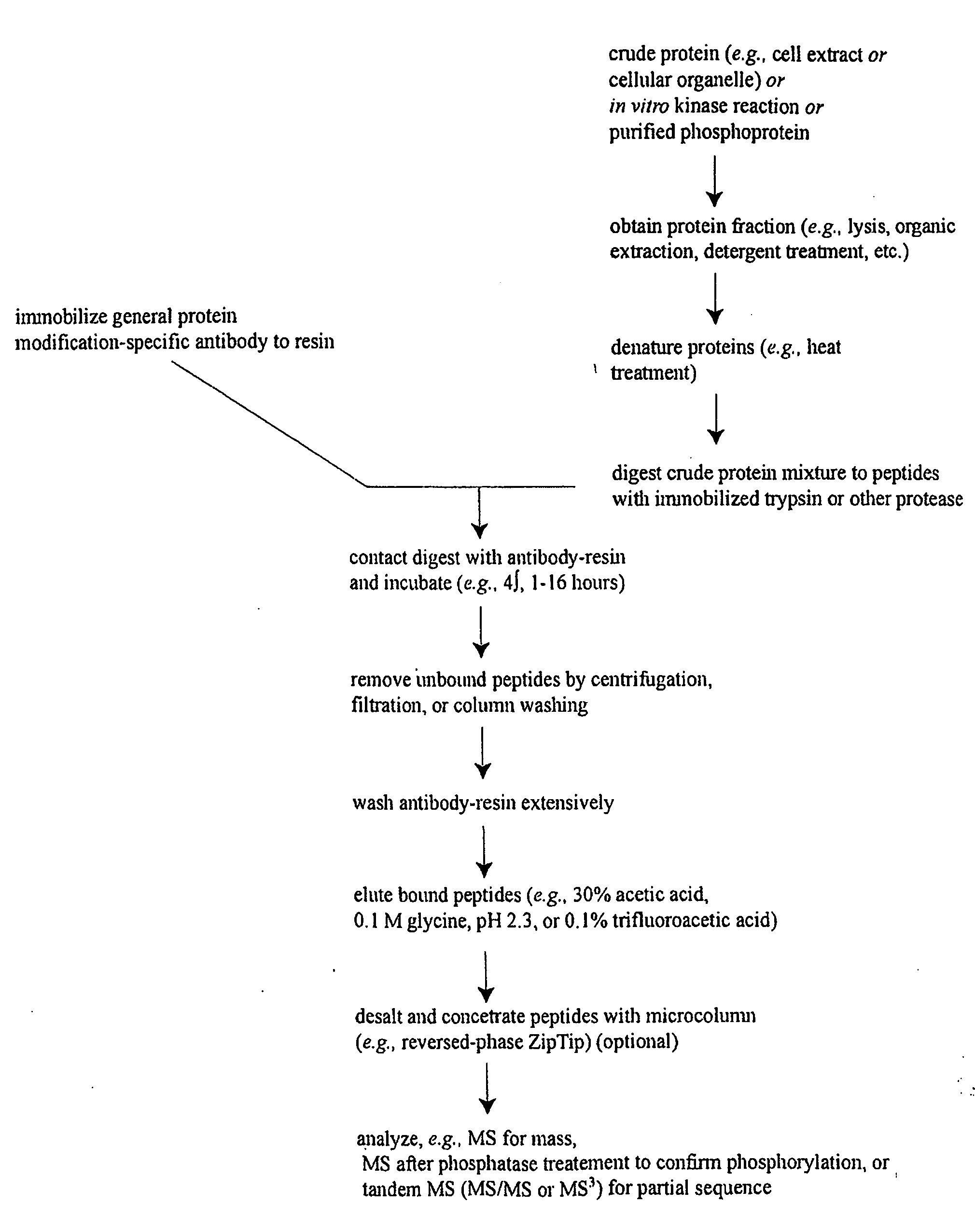 Tyrosine phosphorylation sites