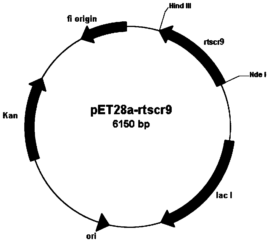 Carbonyl reductase gene, encoding enzyme, vector, strain and application