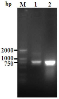 Carbonyl reductase gene, encoding enzyme, vector, strain and application