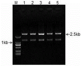 Application and cloning method of gene NtFLS2 with function of increasing rutin content of tobacco leaves