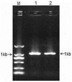 Application and cloning method of gene NtFLS2 with function of increasing rutin content of tobacco leaves