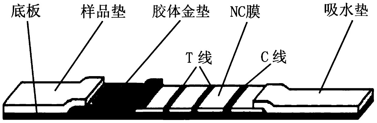 Colloidal gold test paper strip for detecting eosinophil derived neurotoxin