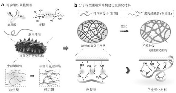Preparation method of high-strength light cellulose-based bionic protective material