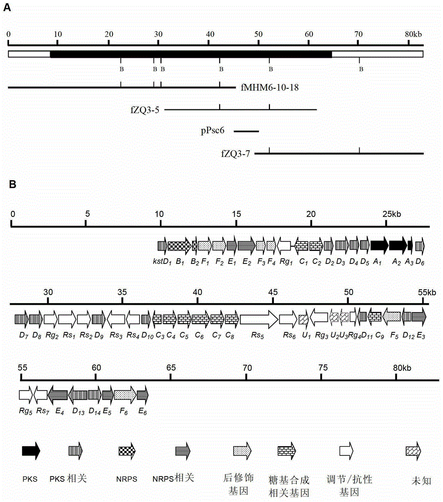 Biosynthetic gene clusters of off-road statins and their applications