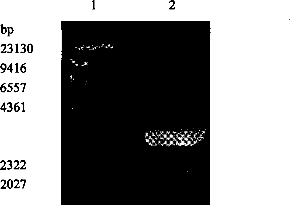 Recombinant bacteria expressing avian Escherichia coli type 1 pilin, and construction method and use thereof