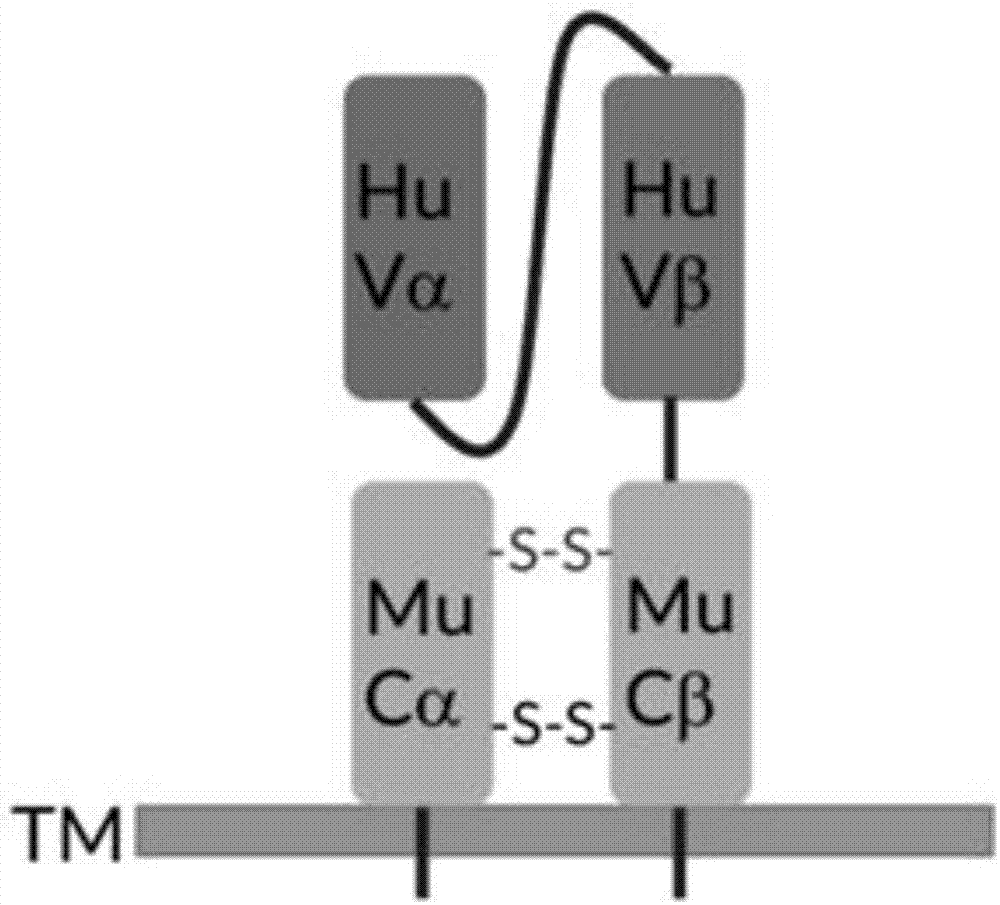 Single-stranded TCR-T carrier and single-stranded TCR-T cell production process